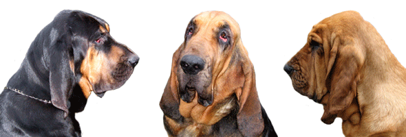 Ogma's Headstrong Hunter - Der Saint Hubert-Bloodhound-Zwinger von Susanne Rothe